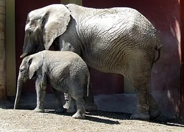 Medzinárodné rodinné právo