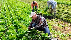 Dohoda o pracovnej činnosti