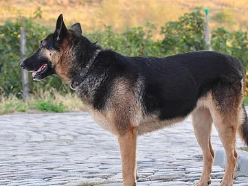 Útoky zvierat na človeka