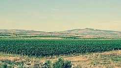 Tokaj