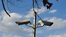 Security cameras on pole from 4freephotos.com