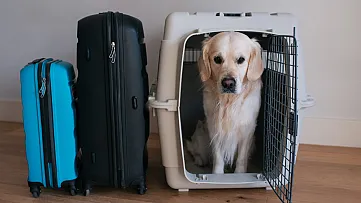 Letecká preprava psov: Prečo EÚ považuje zviera za batožinu?