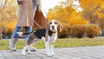 Nový zákon zakáže chov nepapierových psov