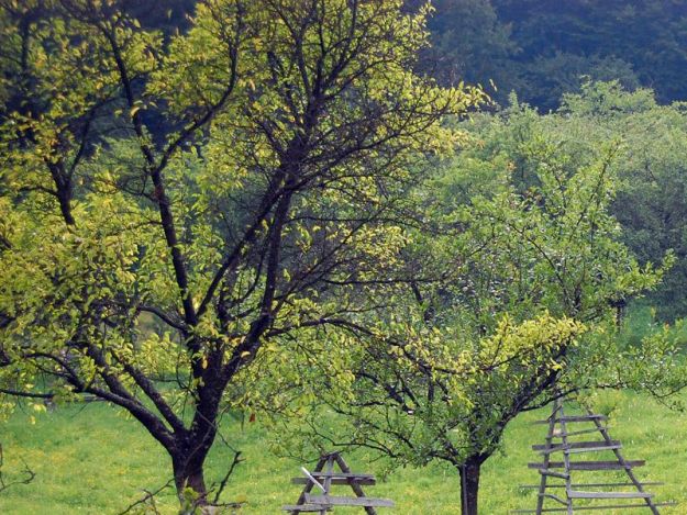 podpora mladých farmárov